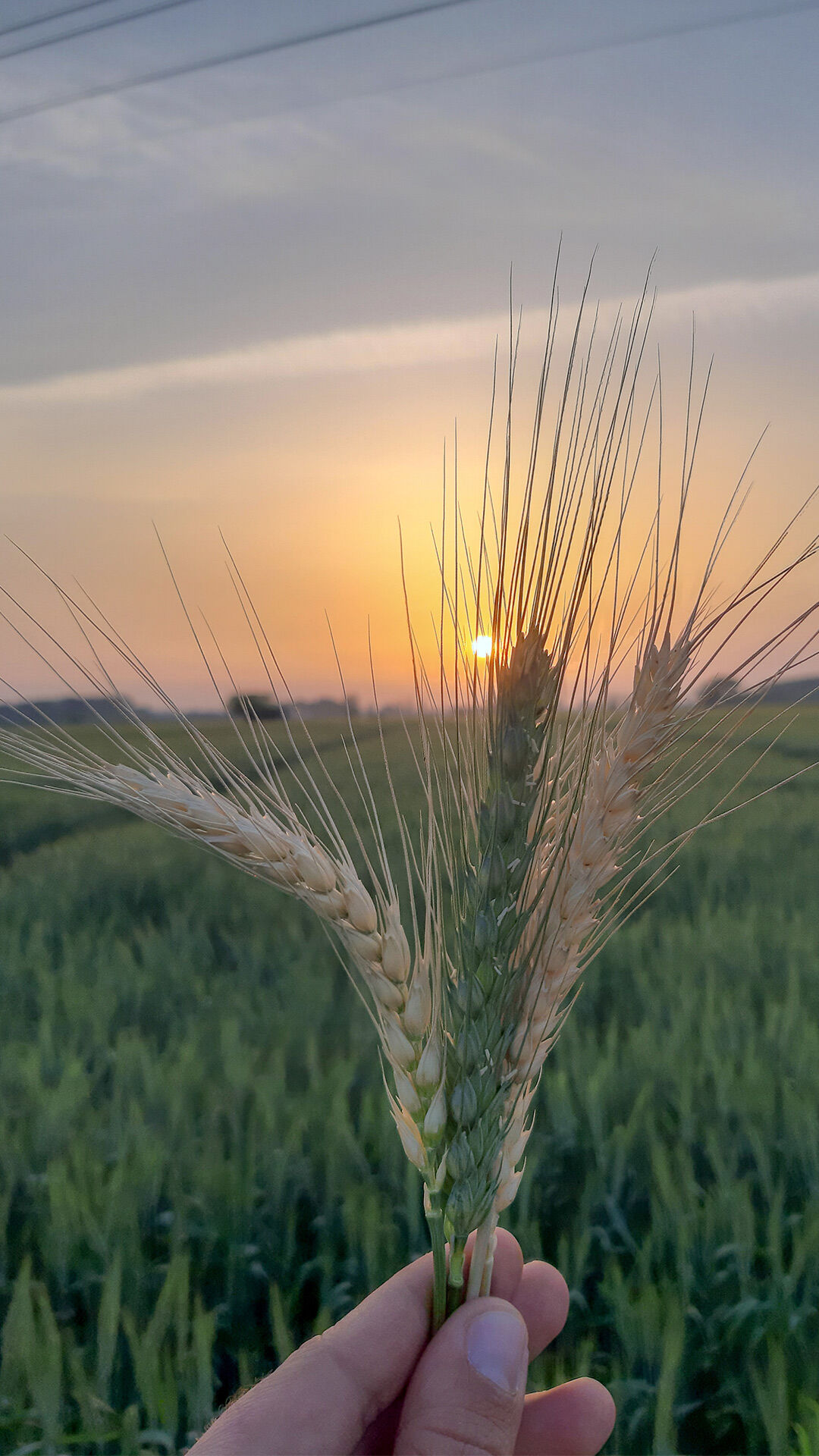 Hand holding wheat stalks in a green field at sunrise, symbolizing harvest season and Baisakhi festival celebrations in rural India.