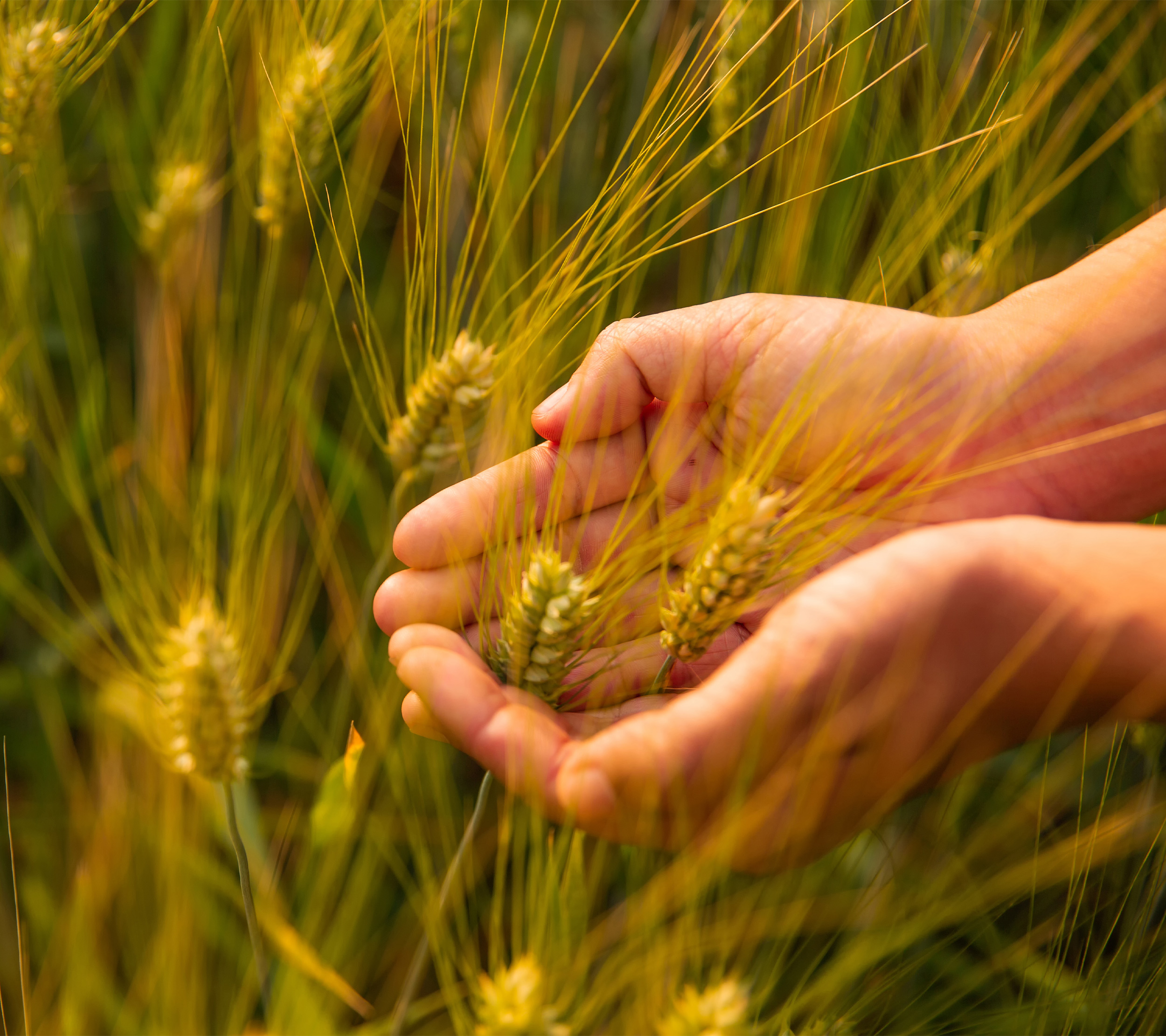 Baisakhi: Understanding the Joyous Festival's Roots and Rituals