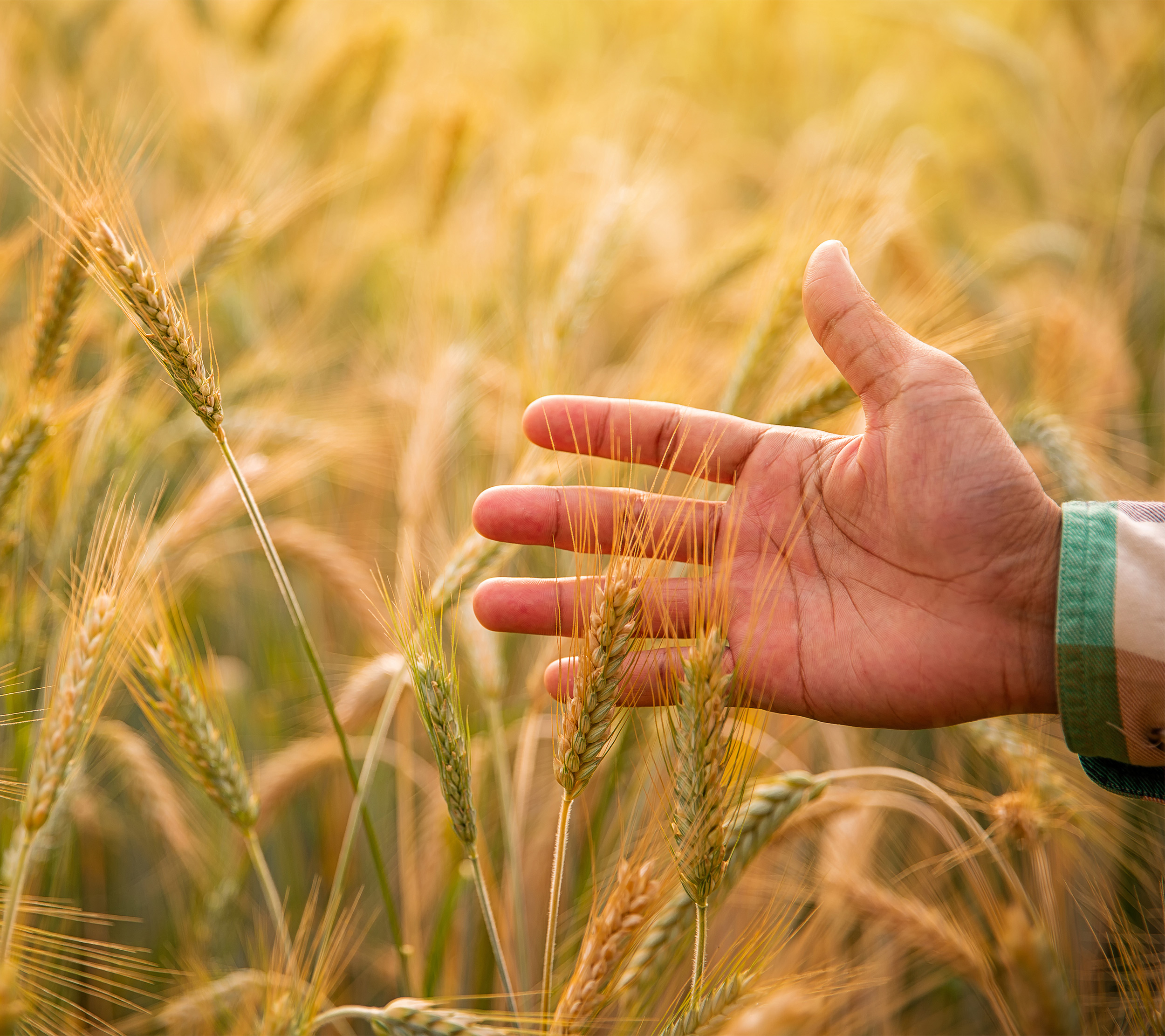 Baisakhi: The Colourful Festival With a Deep-Rooted History